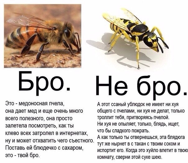 Всемирный день пчёл