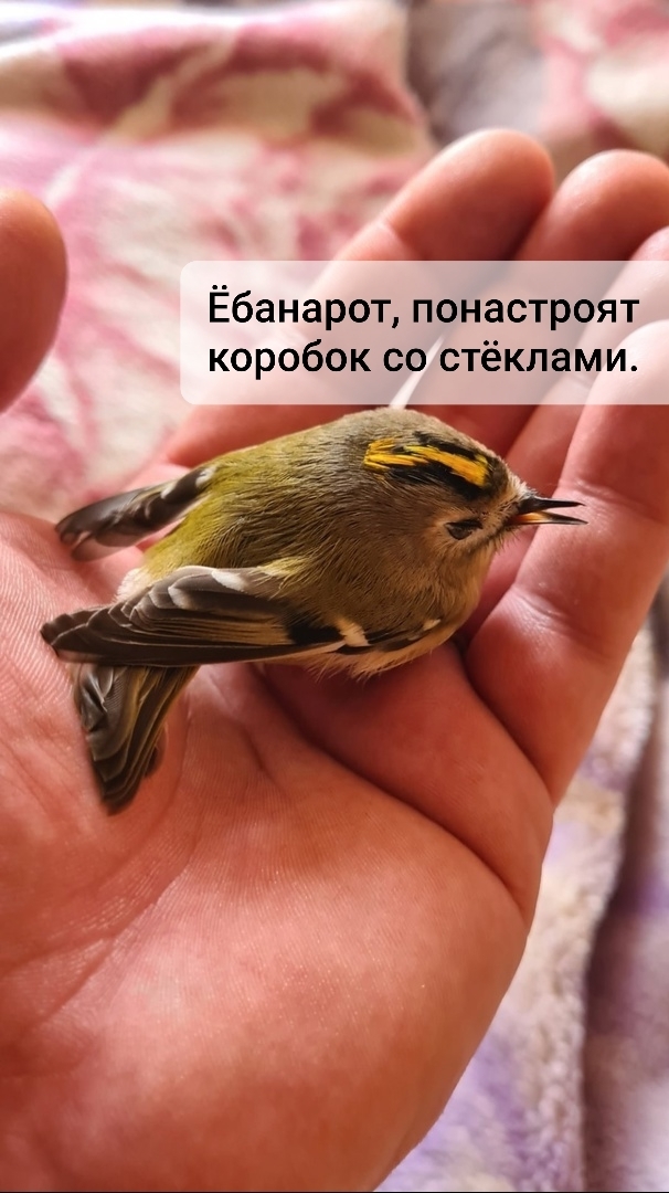 Хорошо, когда женщина есть - Леди, дама, синьора, (Алекс Минковский) / spdal.ru Хорошо, когда женщина есть - Леди, дама, синьора, (Алекс Минковский) / spdal.ru