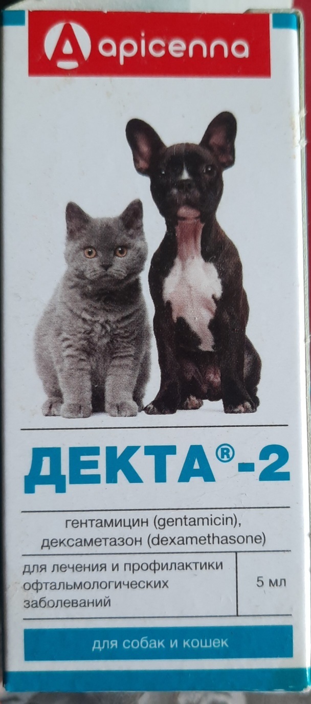 У кота гноится глаз, подскажите, что сделать до похода к ветеринару? |  Пикабу