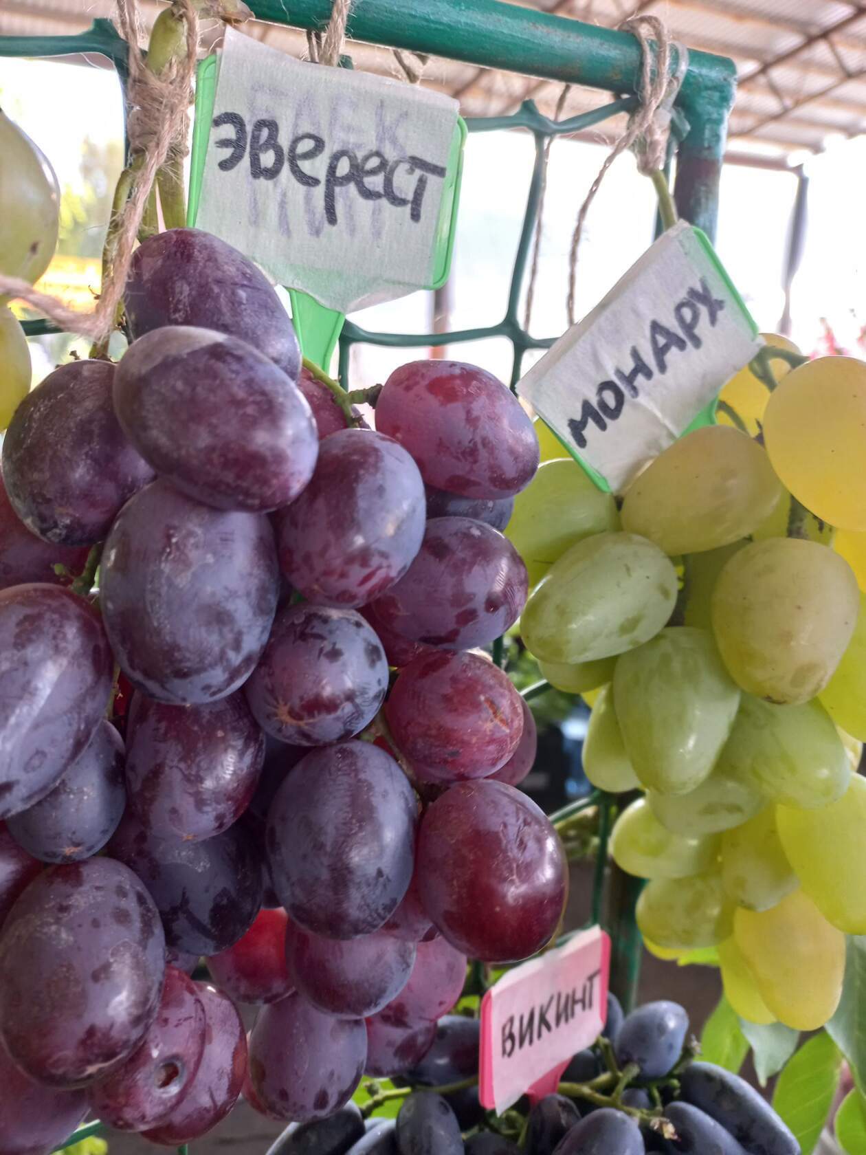 О столовых сортах винограда, которые я выращиваю или выращивал в Пензенскойобласти