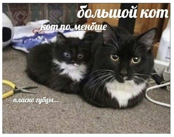 GitHub - moriohgoose/data_collection_and_markup