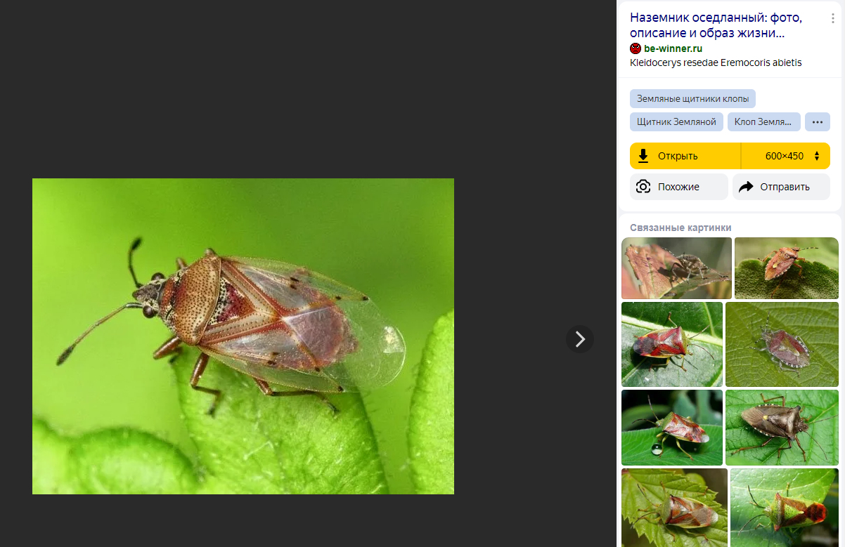 Как определить насекомое? | Пикабу