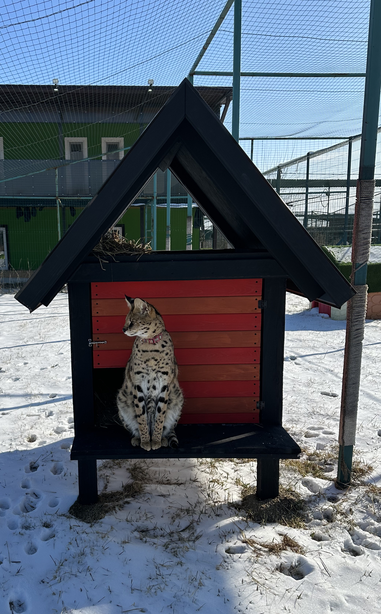 Теплый дом для уличного кота | Пикабу