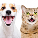 Аватар сообщества "Собака и Кот отличный компот"