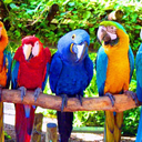 Аватар сообщества "Всё о попугаях"