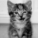   "Funny Cat :)"