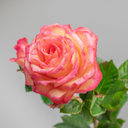 Аватар сообщества "Сад Роз"