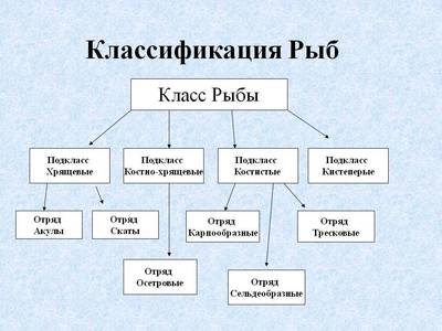 паразит учение о жизни откуда взялись паразиты. Смотреть фото паразит учение о жизни откуда взялись паразиты. Смотреть картинку паразит учение о жизни откуда взялись паразиты. Картинка про паразит учение о жизни откуда взялись паразиты. Фото паразит учение о жизни откуда взялись паразиты
