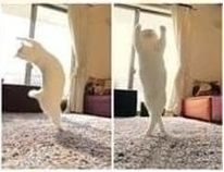 аниме что делают коты когда нас нет дома. Смотреть фото аниме что делают коты когда нас нет дома. Смотреть картинку аниме что делают коты когда нас нет дома. Картинка про аниме что делают коты когда нас нет дома. Фото аниме что делают коты когда нас нет дома аниме что делают коты когда нас нет дома. Смотреть фото аниме что делают коты когда нас нет дома. Смотреть картинку аниме что делают коты когда нас нет дома. Картинка про аниме что делают коты когда нас нет дома. Фото аниме что делают коты когда нас нет дома