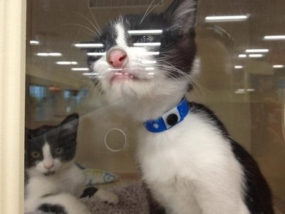 Что вы тут делаете кот. Смотреть фото Что вы тут делаете кот. Смотреть картинку Что вы тут делаете кот. Картинка про Что вы тут делаете кот. Фото Что вы тут делаете кот
