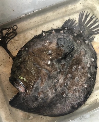 рыба удильщик в поисках немо. Смотреть фото рыба удильщик в поисках немо. Смотреть картинку рыба удильщик в поисках немо. Картинка про рыба удильщик в поисках немо. Фото рыба удильщик в поисках немо рыба удильщик в поисках немо. Смотреть фото рыба удильщик в поисках немо. Смотреть картинку рыба удильщик в поисках немо. Картинка про рыба удильщик в поисках немо. Фото рыба удильщик в поисках немо