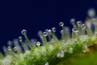 1621058647159970817 Как выглядит все под микроскопом