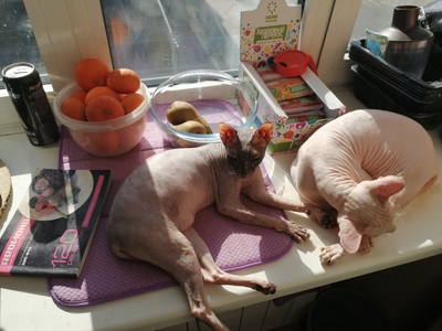 ����������� � �����������