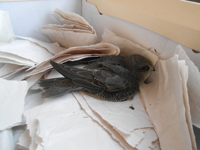 куда можно пристроить голубя в москве. Смотреть фото куда можно пристроить голубя в москве. Смотреть картинку куда можно пристроить голубя в москве. Картинка про куда можно пристроить голубя в москве. Фото куда можно пристроить голубя в москве куда можно пристроить голубя в москве. Смотреть фото куда можно пристроить голубя в москве. Смотреть картинку куда можно пристроить голубя в москве. Картинка про куда можно пристроить голубя в москве. Фото куда можно пристроить голубя в москве