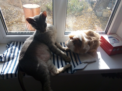 ����������� � �����������