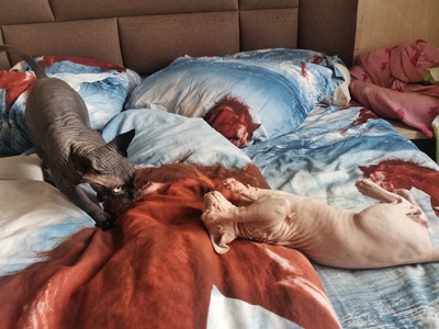 ����������� � �����������