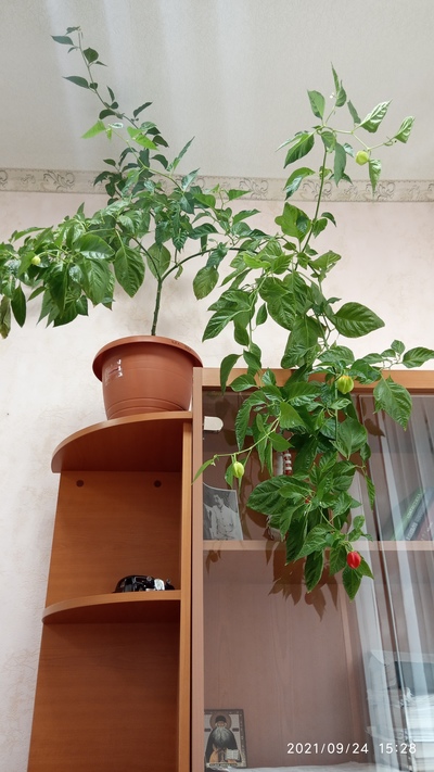 Что такое ghost pepper. Смотреть фото Что такое ghost pepper. Смотреть картинку Что такое ghost pepper. Картинка про Что такое ghost pepper. Фото Что такое ghost pepper