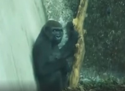 самка я знаю где много еды. Смотреть фото самка я знаю где много еды. Смотреть картинку самка я знаю где много еды. Картинка про самка я знаю где много еды. Фото самка я знаю где много еды самка я знаю где много еды. Смотреть фото самка я знаю где много еды. Смотреть картинку самка я знаю где много еды. Картинка про самка я знаю где много еды. Фото самка я знаю где много еды