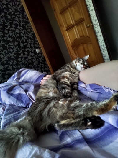 Иллюстрация к комментарию