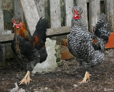 ����������� � �����������