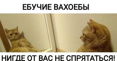 1664223115158234216.webp