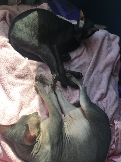 ����������� � �����������