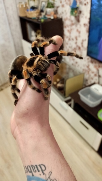 Иллюстрация к комментарию