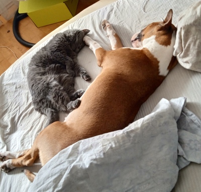 ����������� � �����������