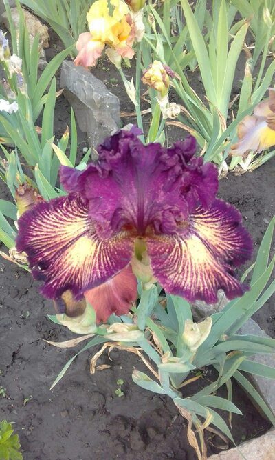 Иллюстрация к комментарию