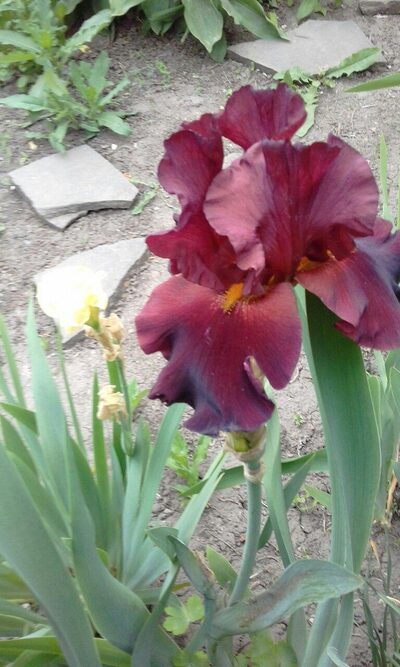 Иллюстрация к комментарию