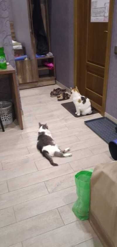 ����������� � �����������