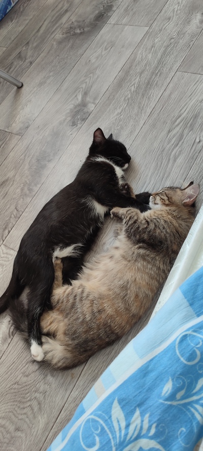 Иллюстрация к комментарию