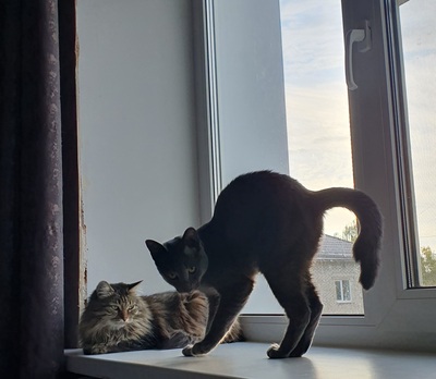 ����������� � �����������