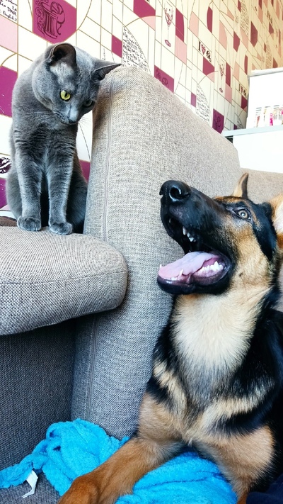 ����������� � �����������