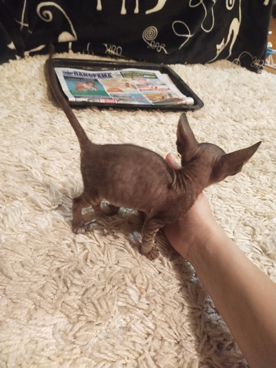 Иллюстрация к комментарию