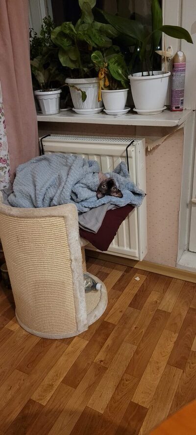 Иллюстрация к комментарию