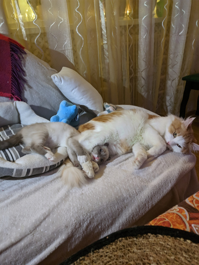 ����������� � �����������