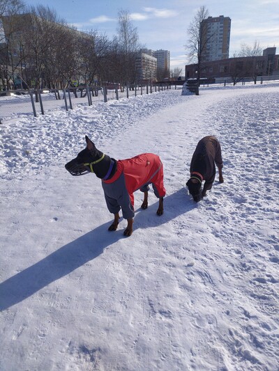 ����������� � �����������