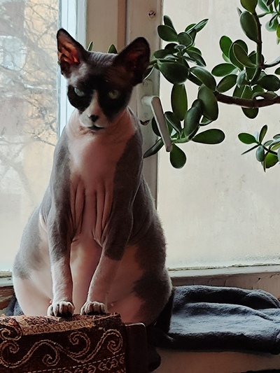 Иллюстрация к комментарию