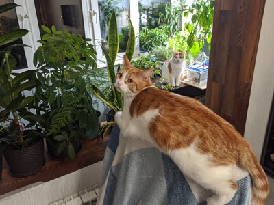 ����������� � �����������