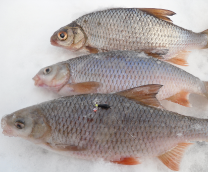 ������ �������