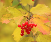 ������. ��� ����� ���� �� ���������.