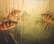 ����������� ���������� ��� �� ����� ���