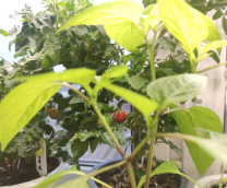 ������ � ��������