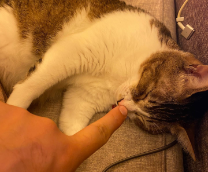 ��� ����� �����