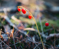 ���������� �������