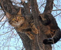 ����� ���������