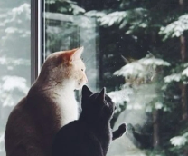 ������ � ������