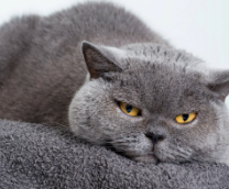 ����� ���� �������