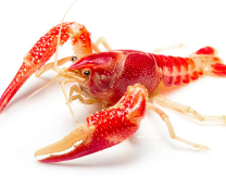 ������� �������� ����������